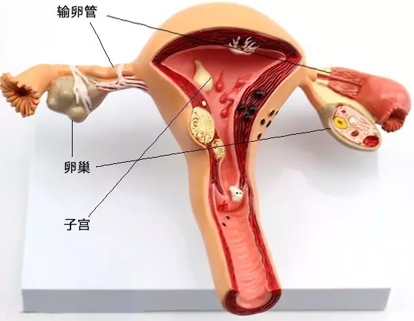 卵巢保养只是一种噱头【卵巢医学科普】